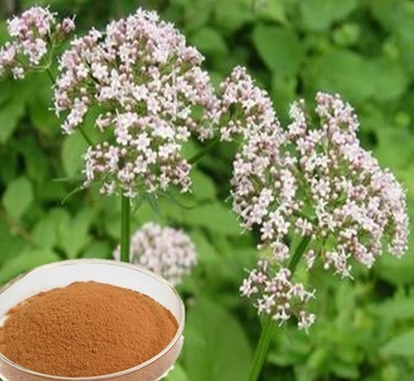 valerian