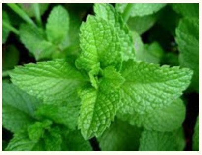 Peppermint