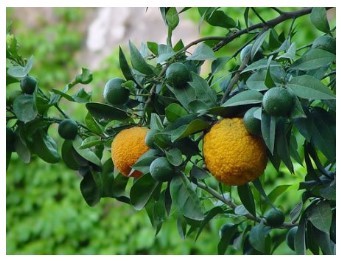 jeruk bergamot