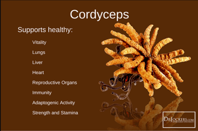 Cordyceps